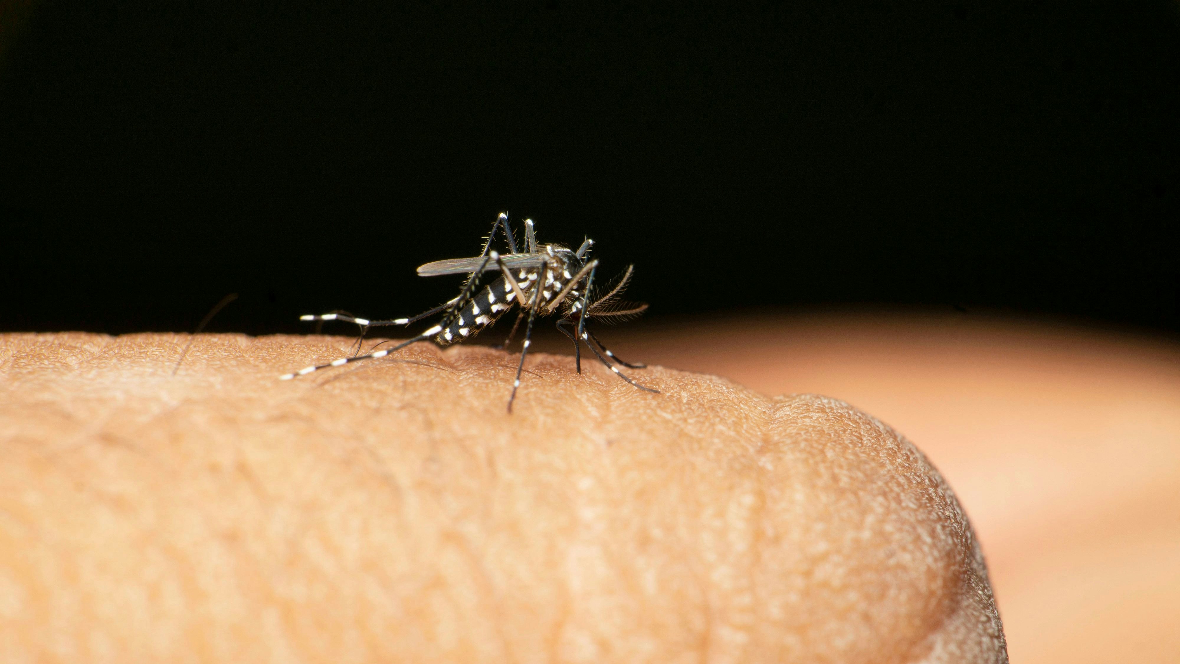 Die Asiatische Tigermücke breitet sich auch in Europa weiter aus, weil es wärmer wird.