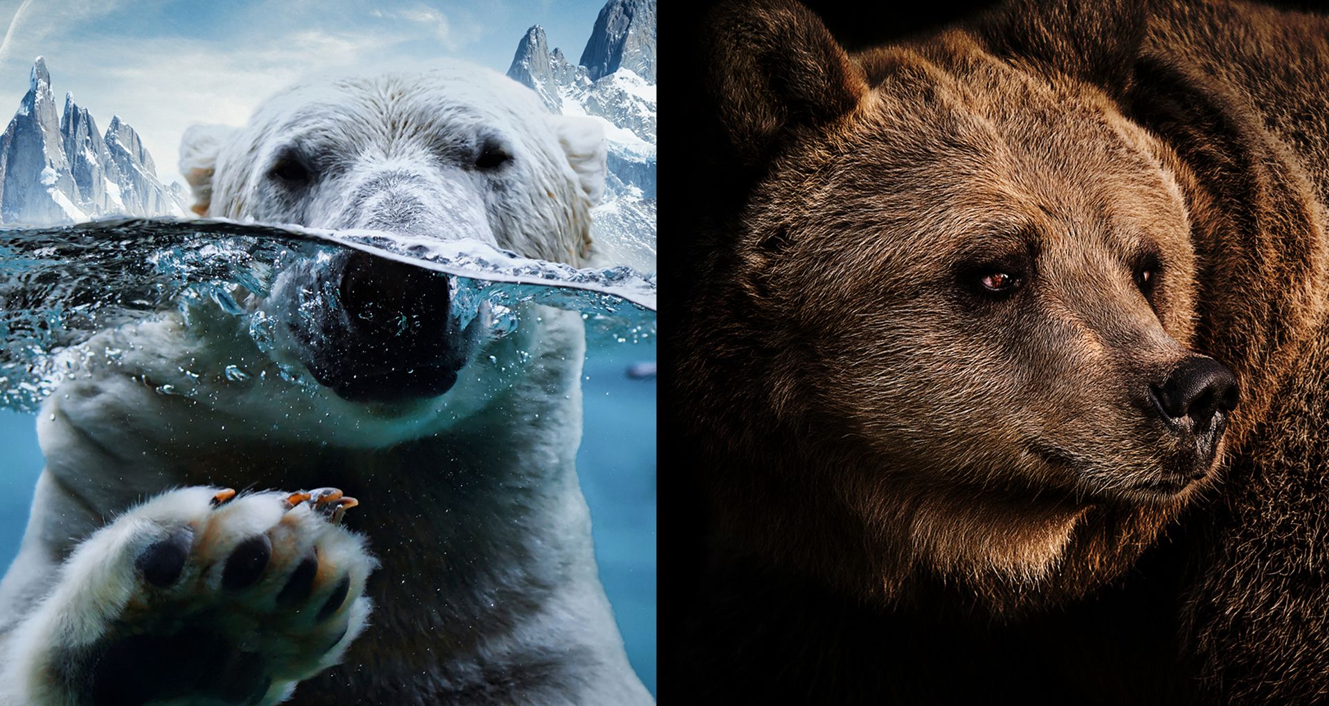 Eine Hybriden aus Eis- und Braunbär nennt man 