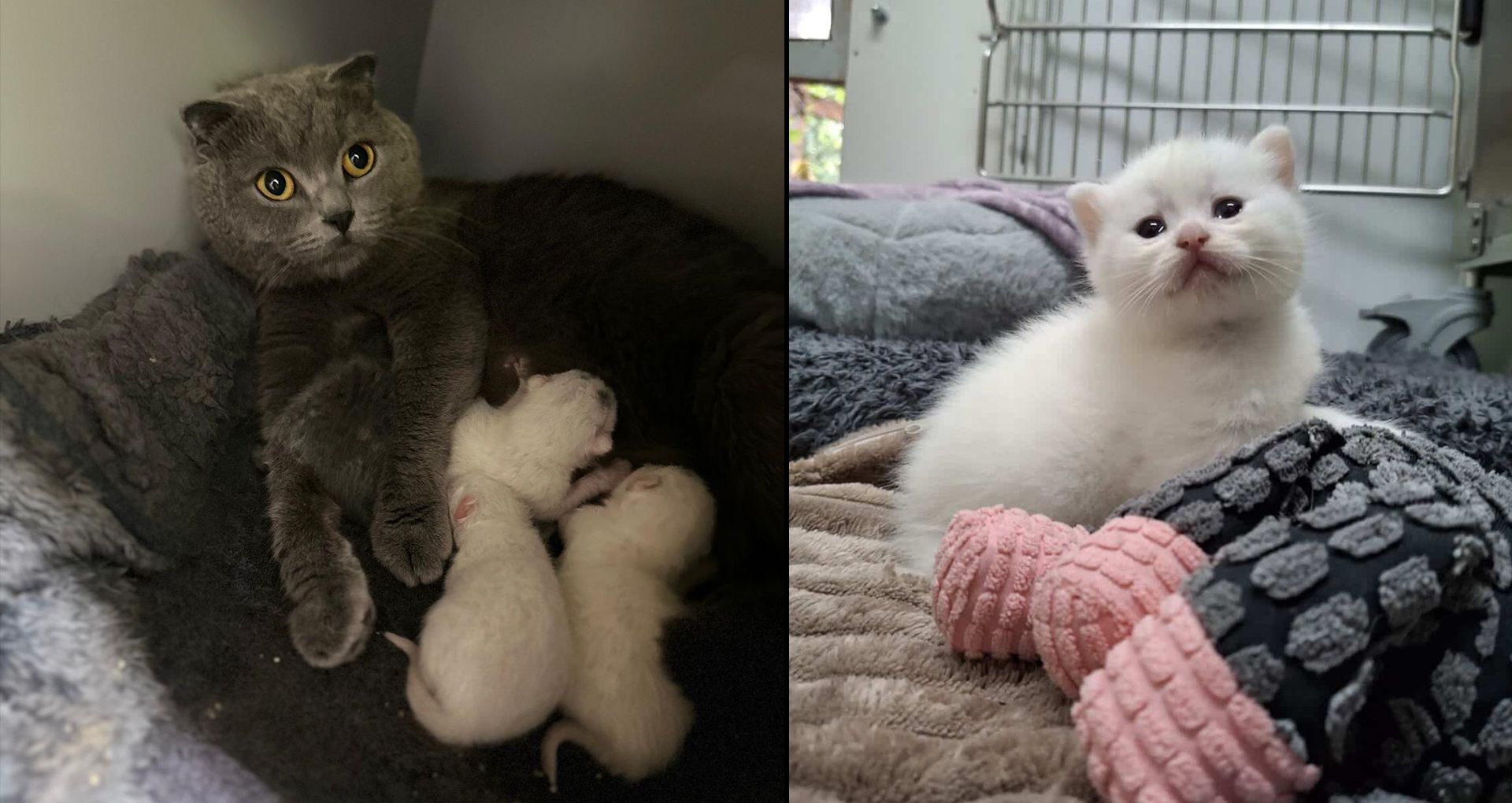 Gleich drei Katzen brachten innerhalb von ein paar Tagen ihre Babys zur Welt. 