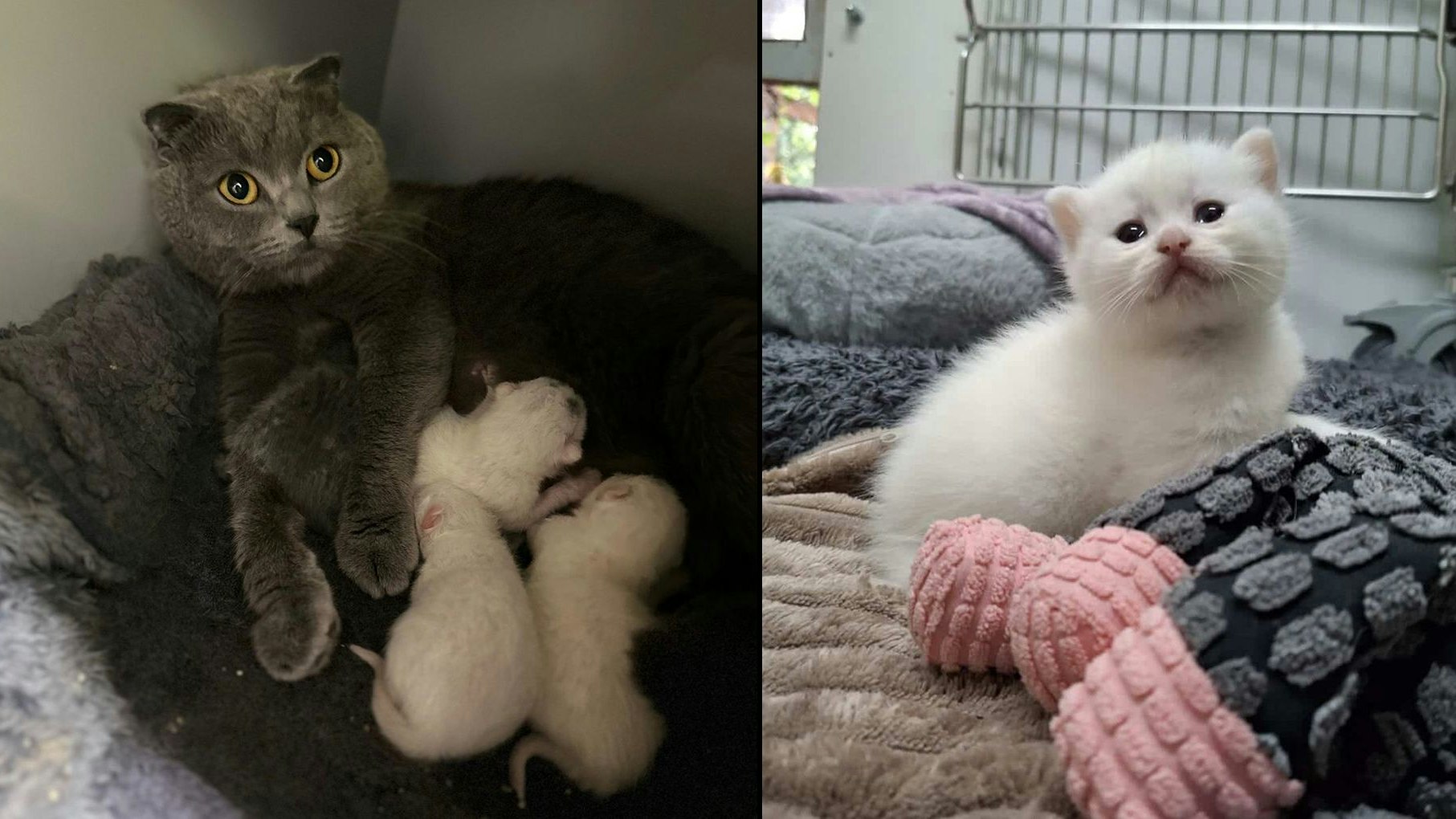 Heute.at - Gleich drei Katzen sorgen am Assisi-Hof für Nachwuchs