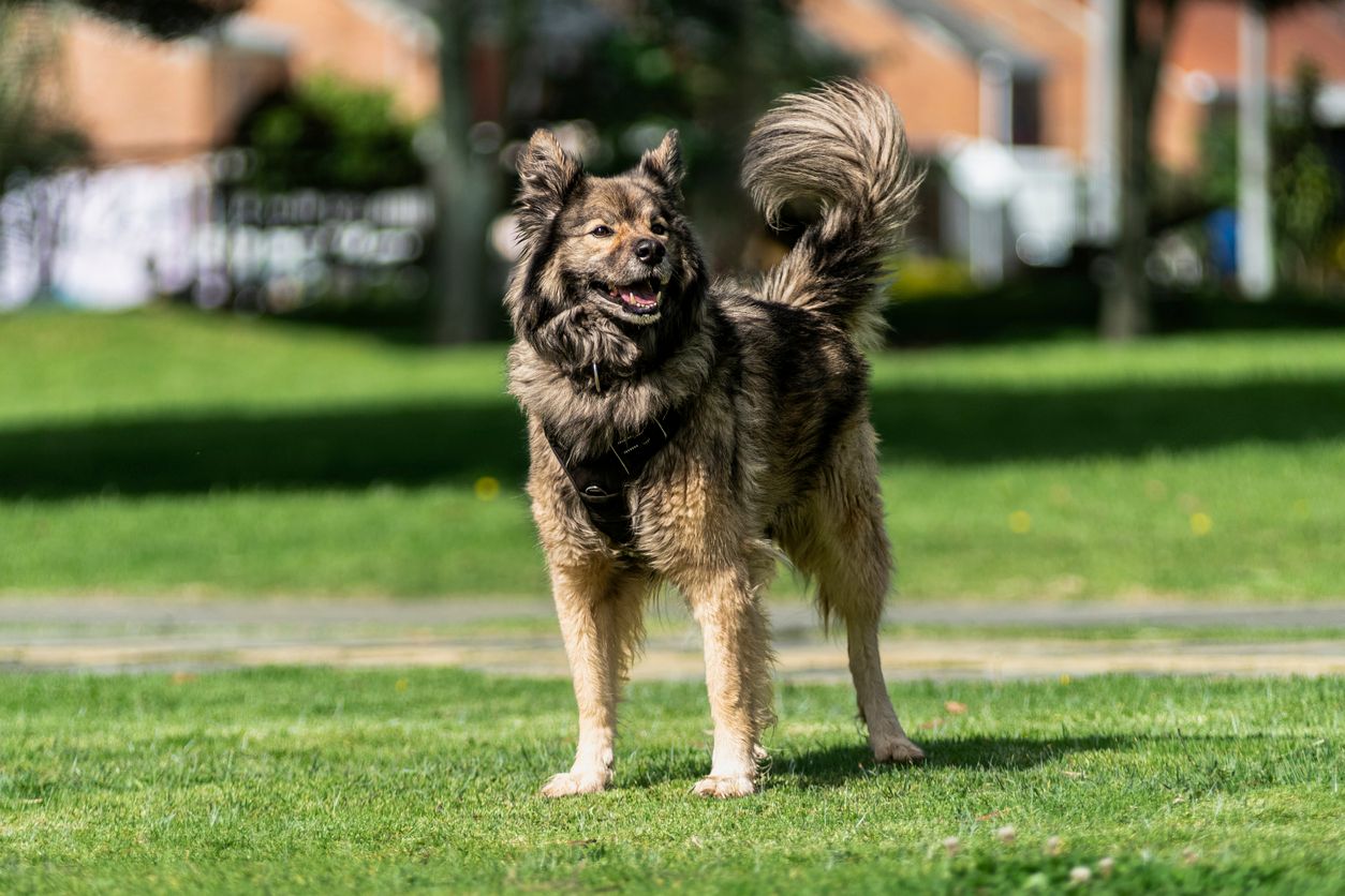 Den Karst‑Schäferhund gibt es nur einmal in Wien.