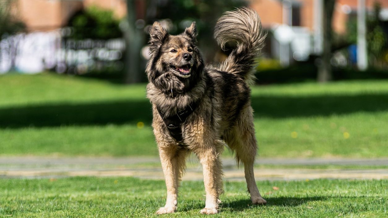 Karst Shepherd Breed of dog