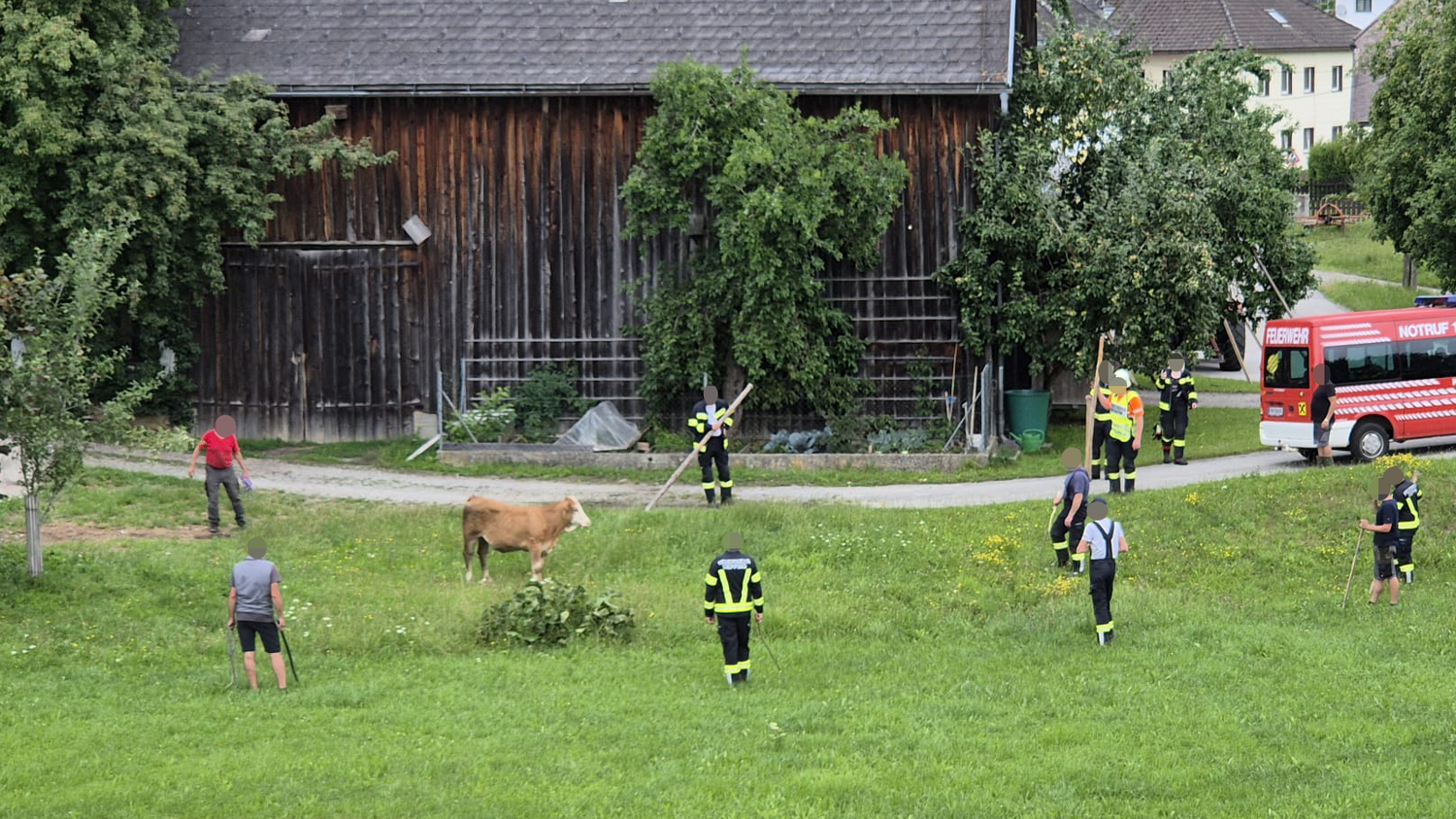 Die Kuh büxte aus, konnte nur mit vereinten Kräften wieder gefangen werden.