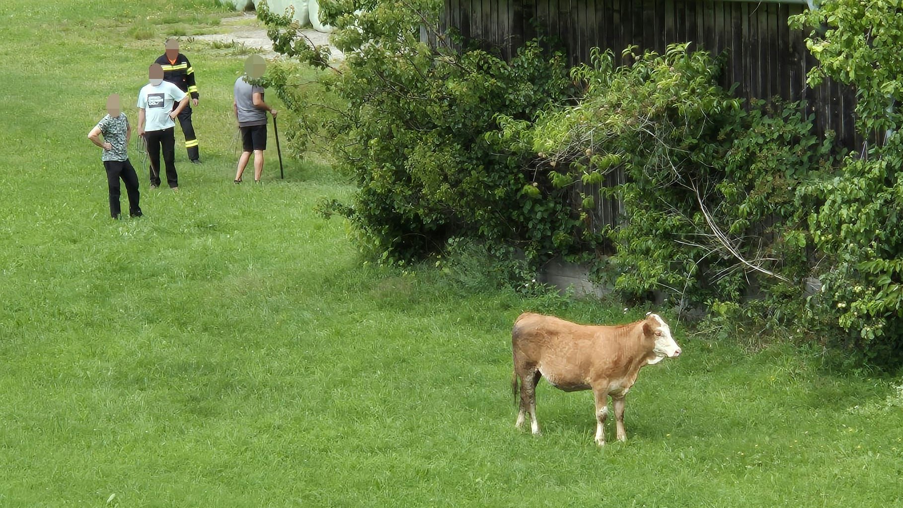 Die Kuh wollte sich stundenlang nicht schnappen lassen.