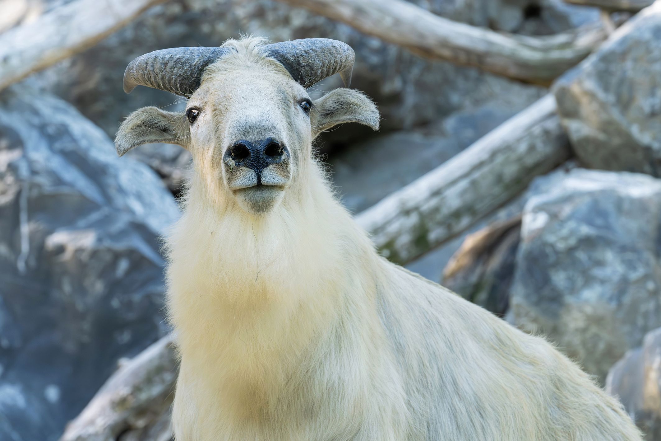 Gleich zwei imposante Männchen sind wohlbehalten in Wien angekommen und teilen sich mit den 