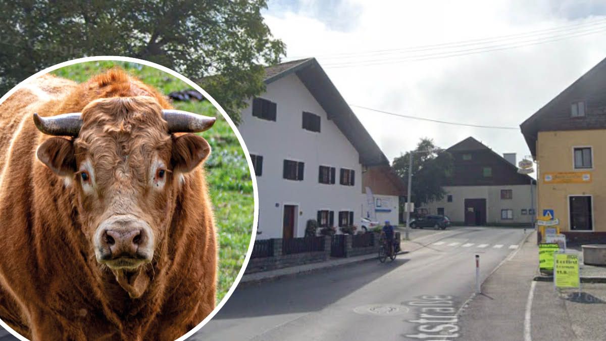 Schock für die Einwohner von Seewalchen (Bez. Vöcklabruck): Ein aggressiver Stier lief durch den beschaulichen Ort. (Symbolbild)