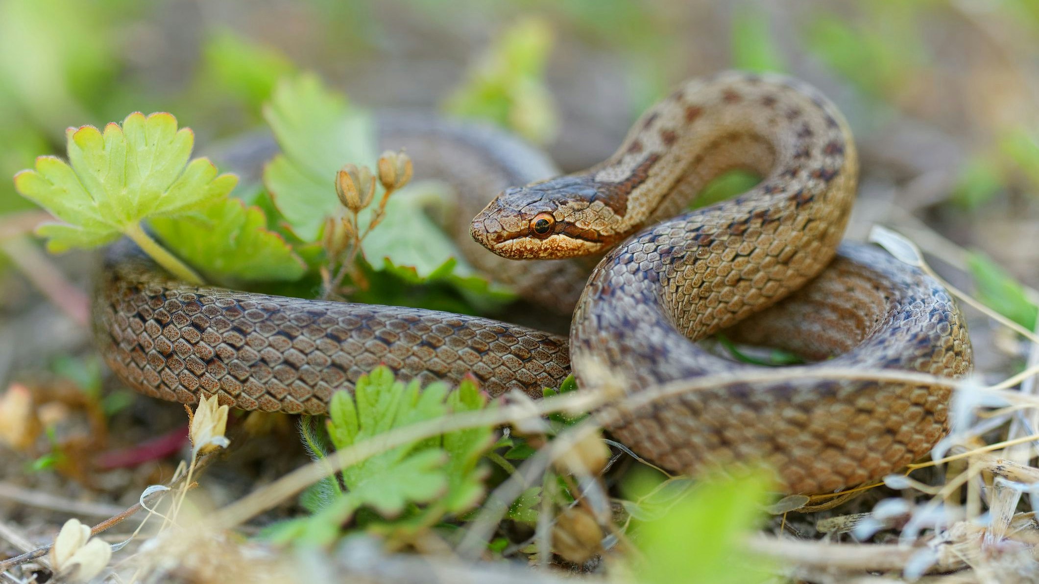 Die Schlingnatter wurde wohl auch mit Pflanzen eingeschleppt. 