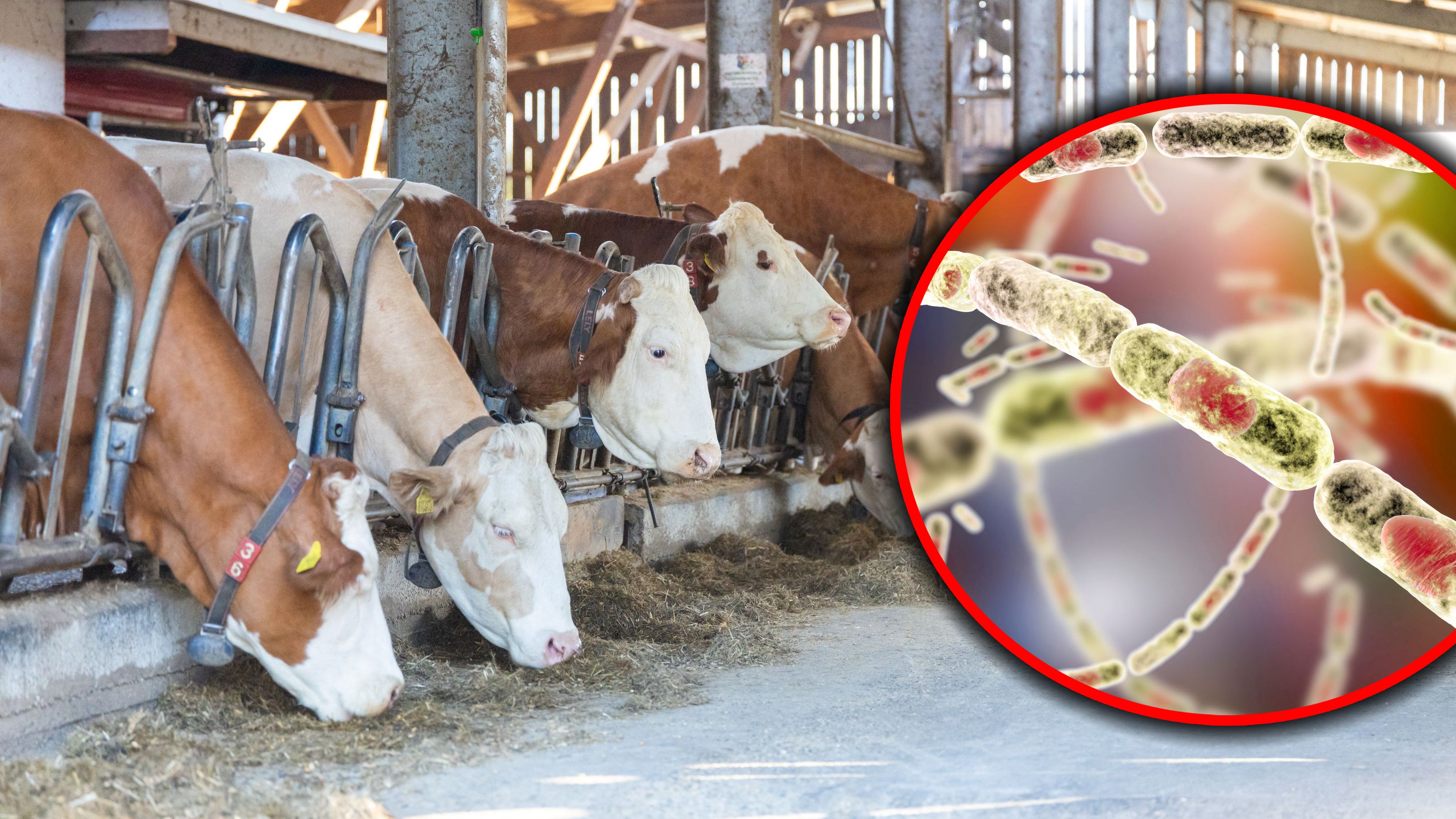 In Kroatien wurde am Freitag ein erster Milzbrand-Infektionsfall nachgewiesen.