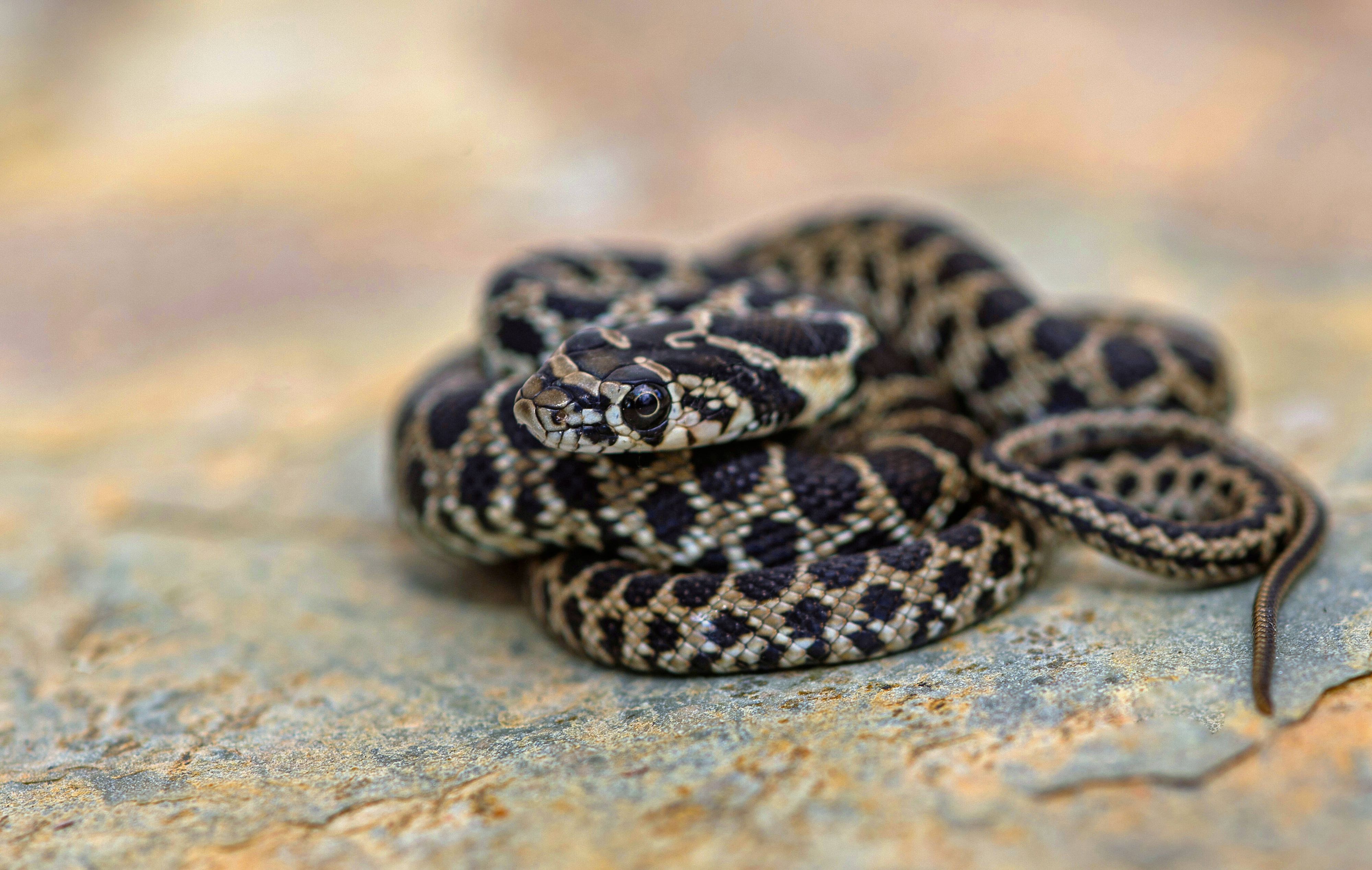 Auf Mallorca breiten sich Schlangenarten wie Hufeisen-, Treppen- und Schlingnattern massiv aus.