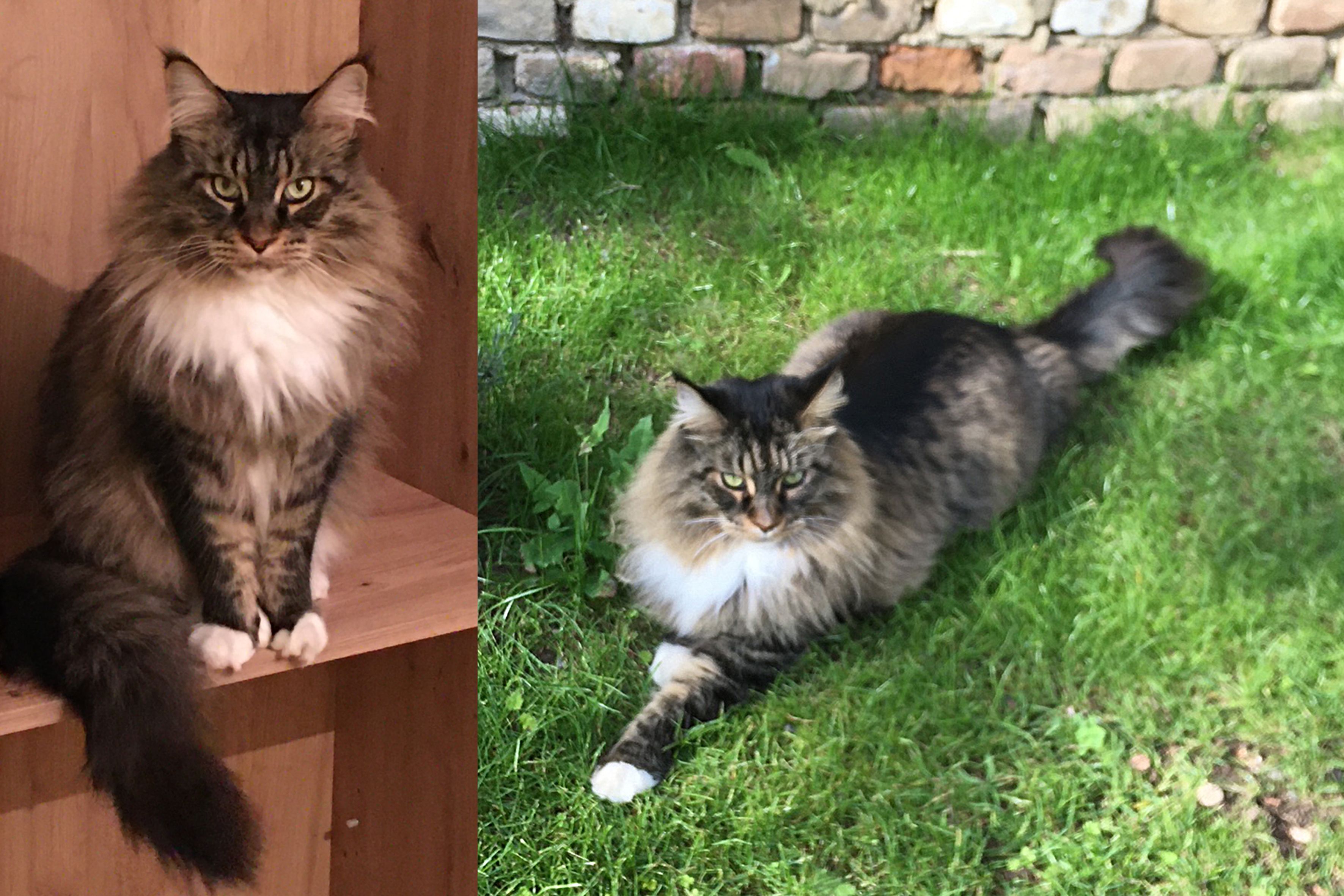 Bisher kam der 11-jährige Kater immer wieder heim. 