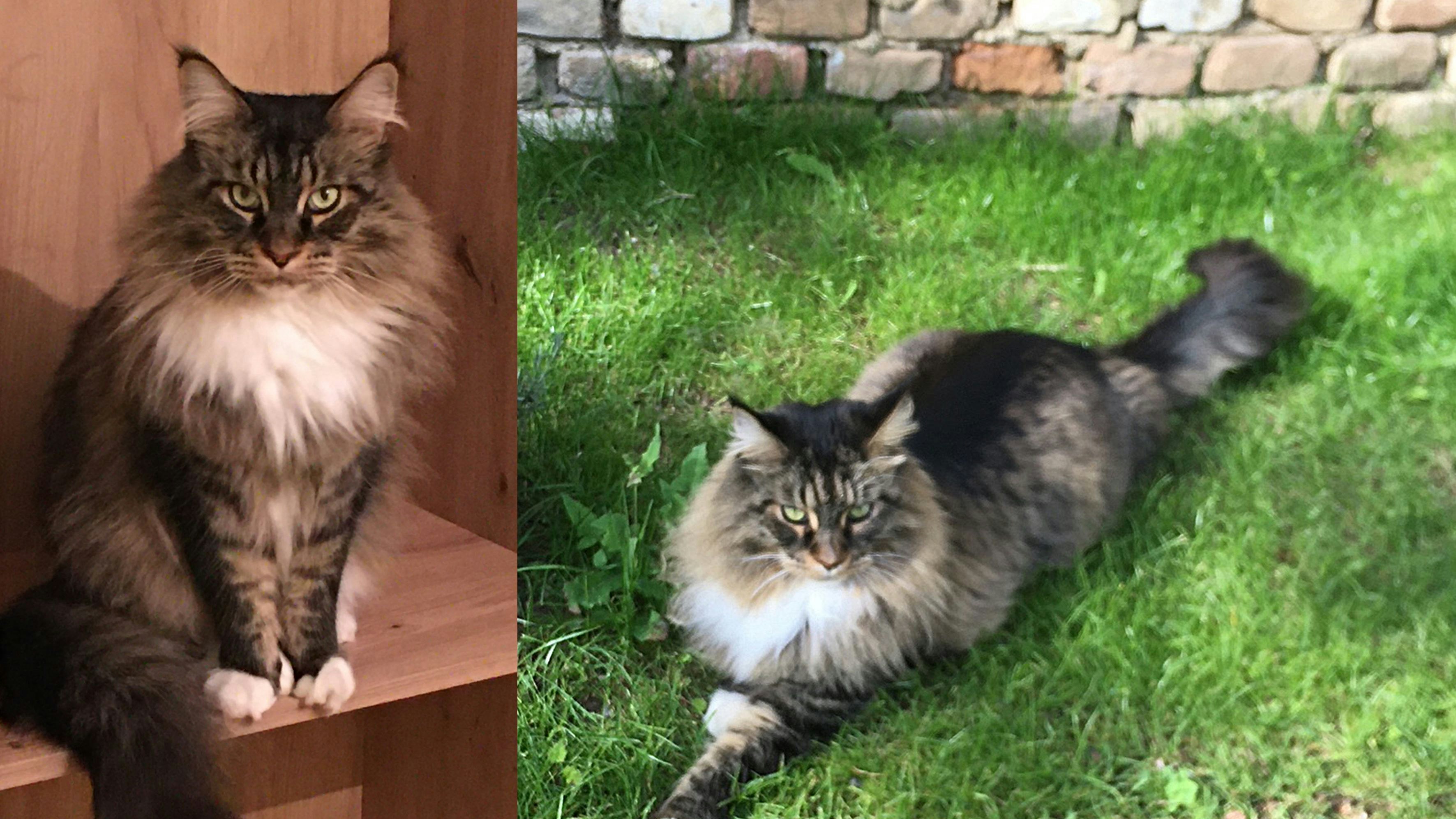 Heute.at - Finderlohn! Wer hat Kater Felix gesehen?