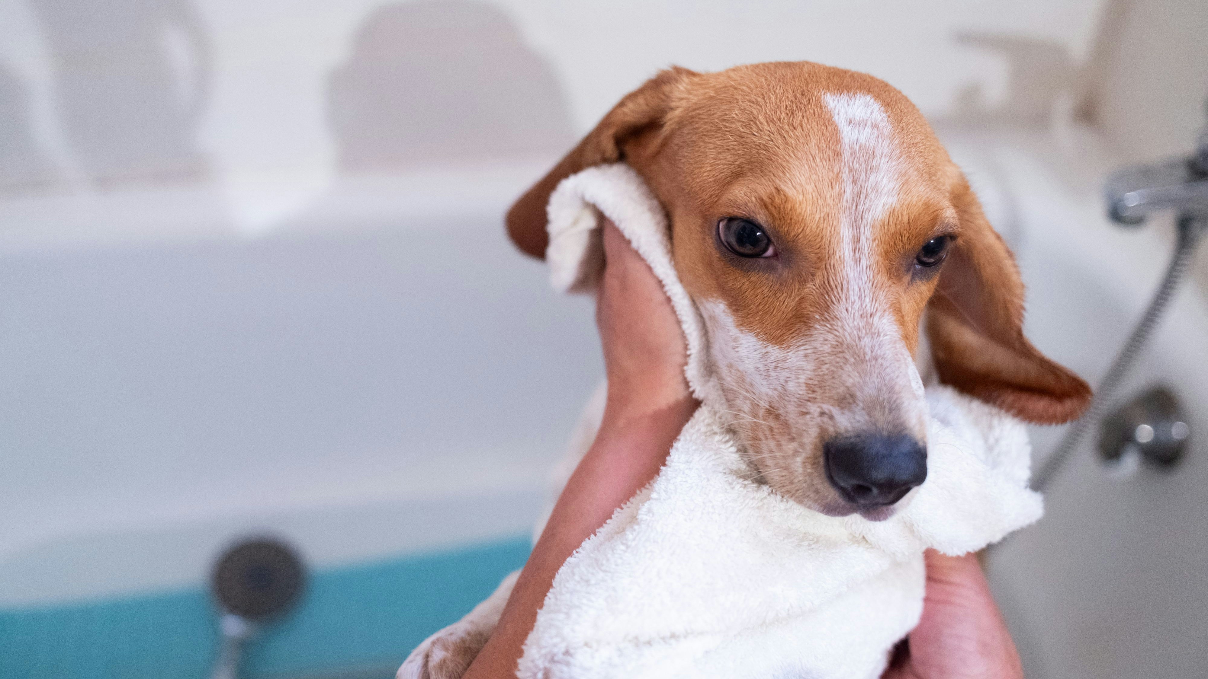 Spare den Kopf aus, wenn du deine Fellnase abbraust.