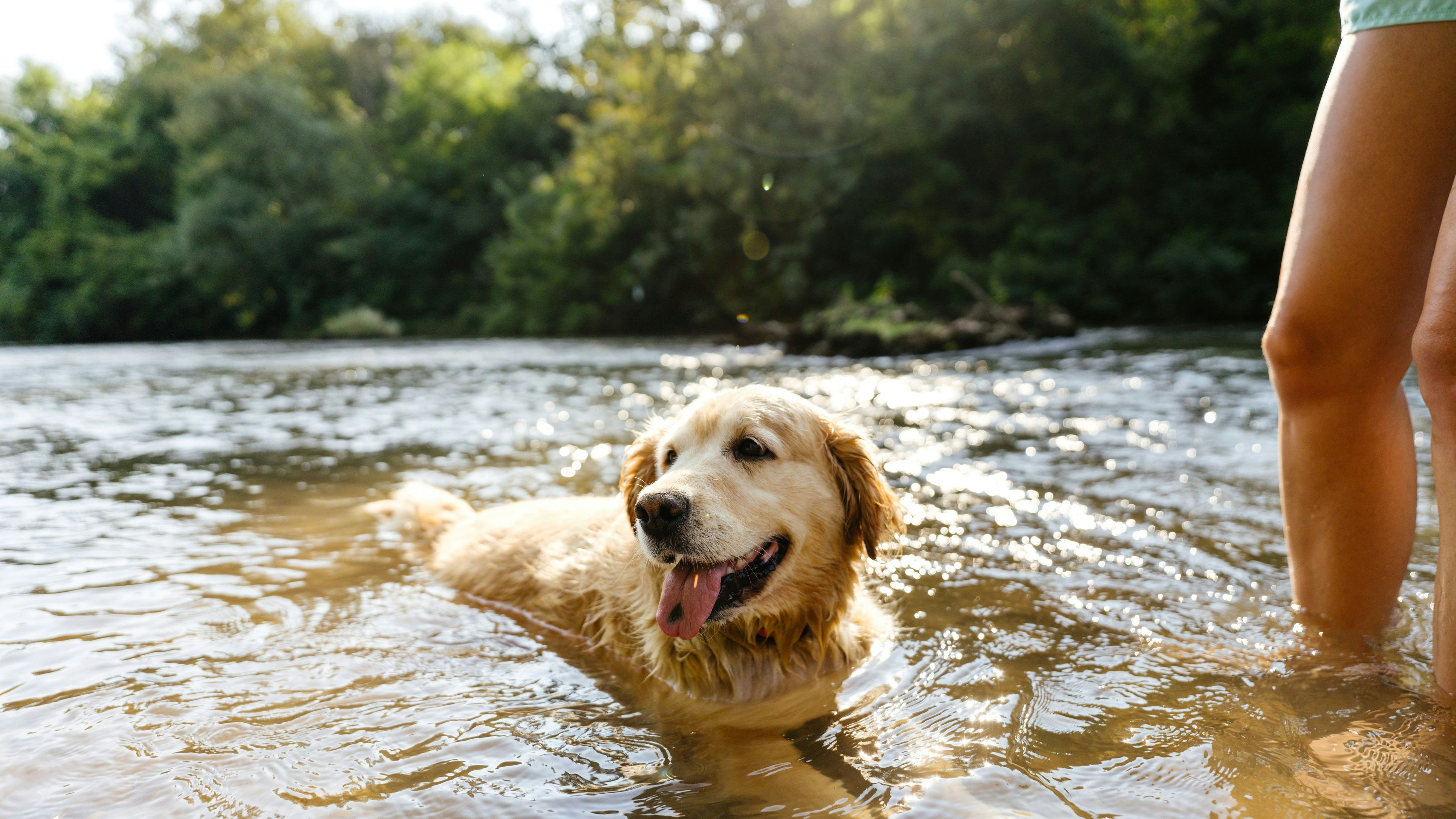 Bei den sommerlichen Temperaturen möchten sich auch die Vierbeiner ablühlen.