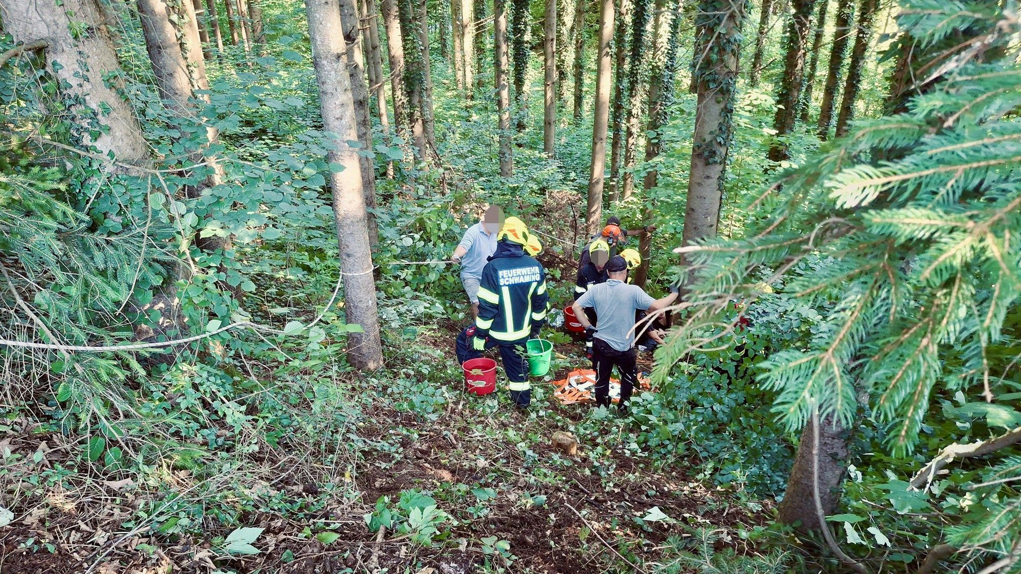Heute.at - Hunde schrecken Pferd auf, dann stürzt Tier in den Tod