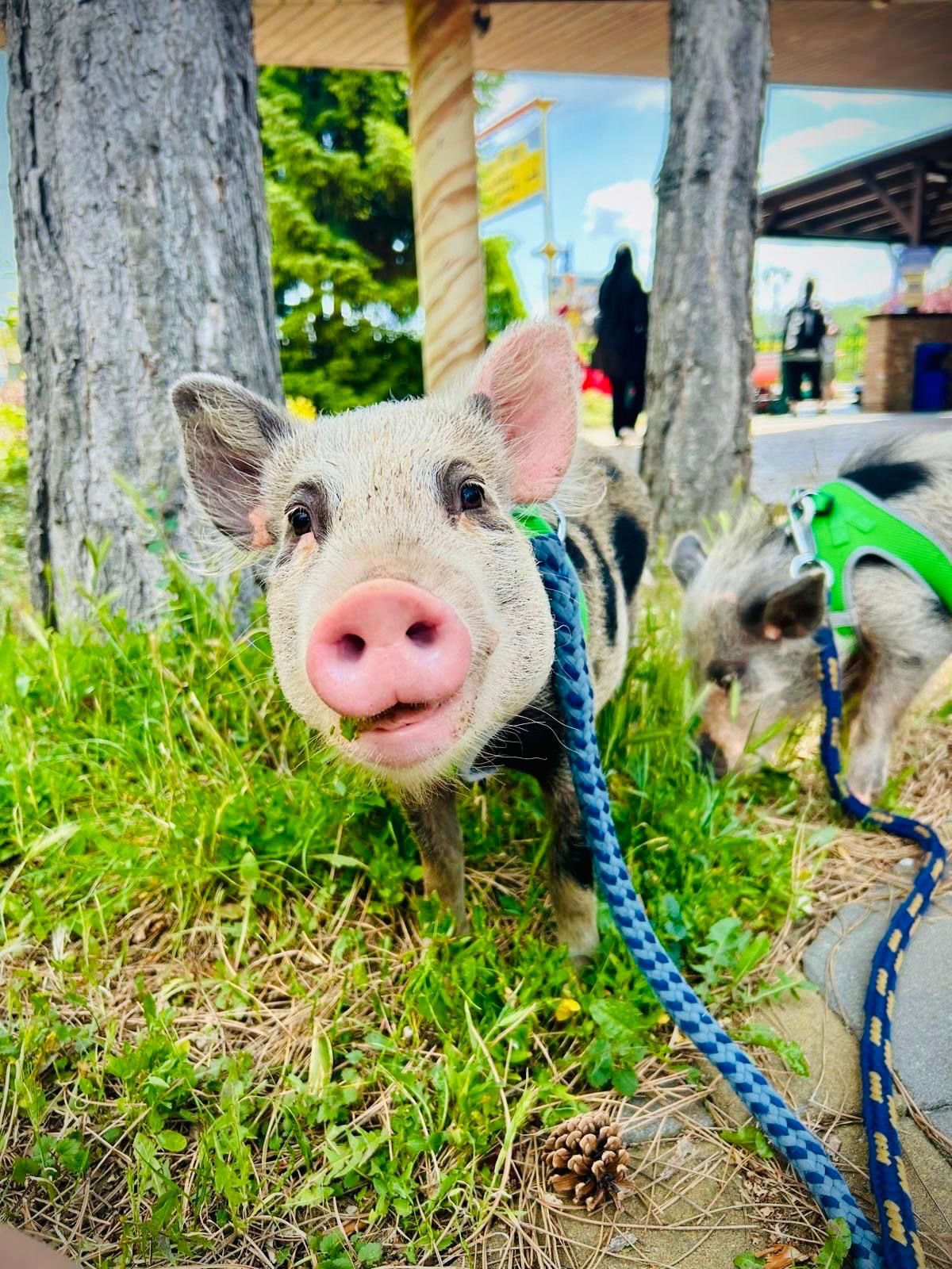 Mit „Babe“ durch die Family City!