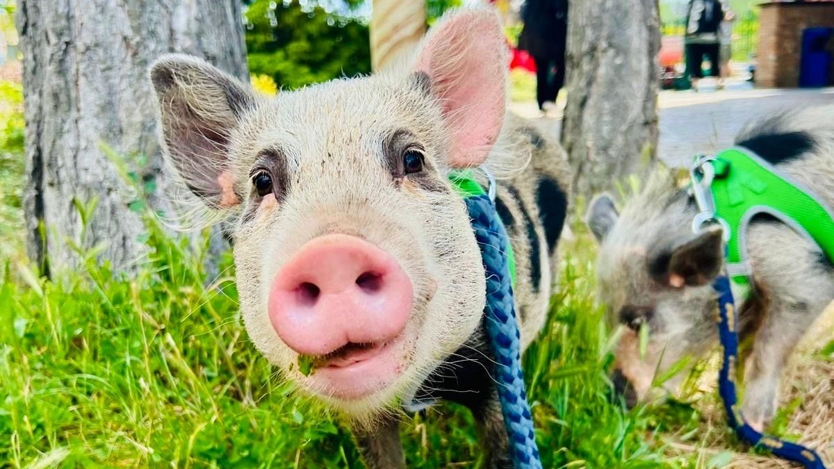 Mit „Babe“ durch die Family City!