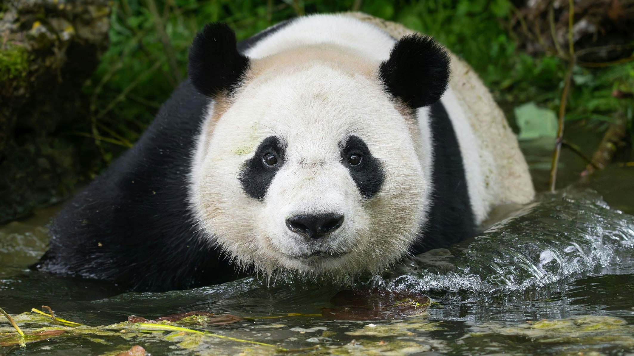 Schwimmen und plantschen!