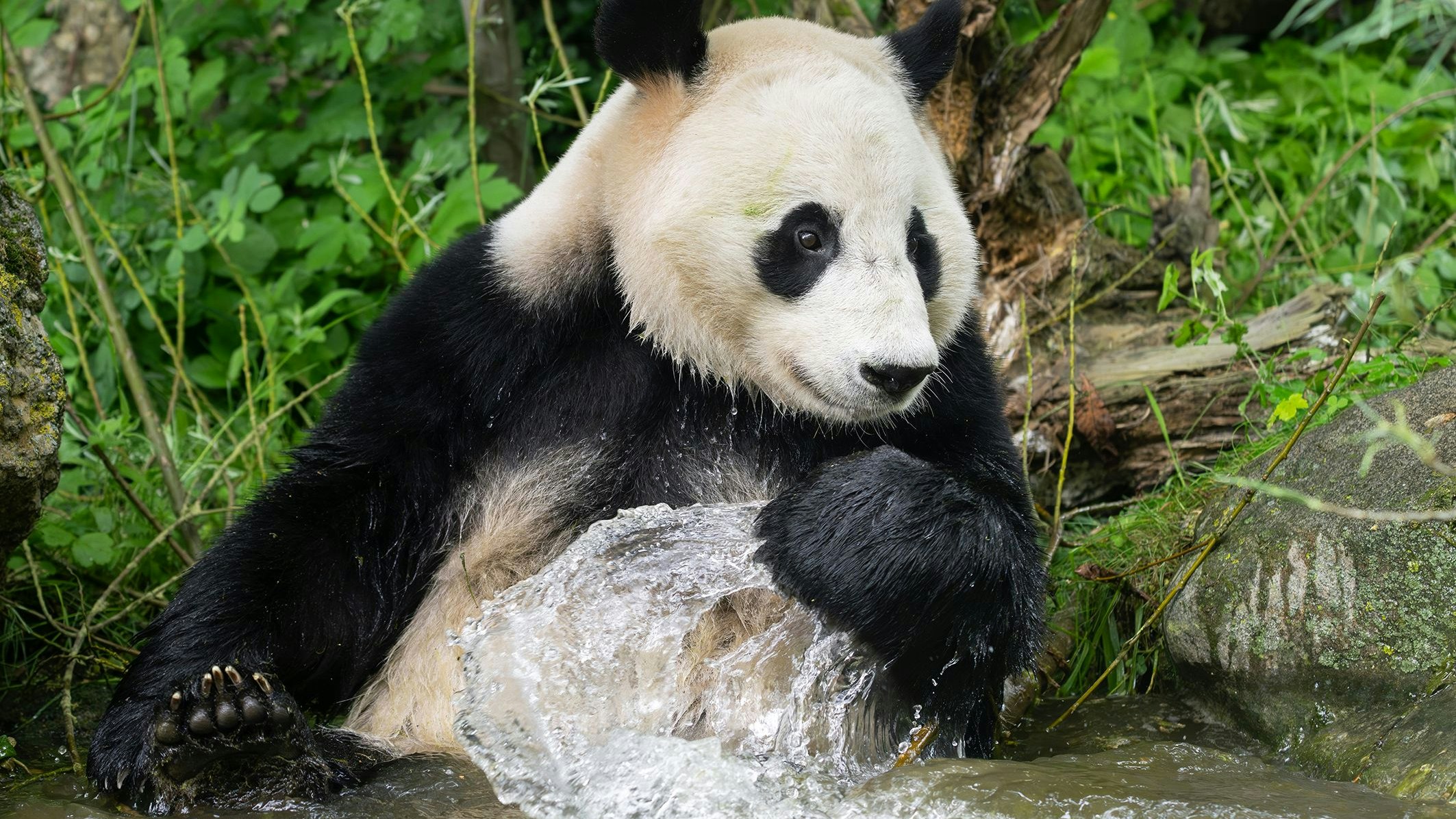 Man könnte ihnen stundenlang dabei zusehen, oder?