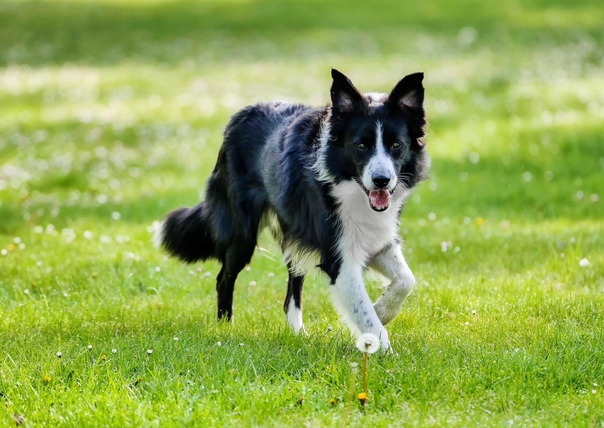 Trotz Verbots war der Border Collie am Ufer des Pleschinger Sees unterwegs. (Symbolbild)