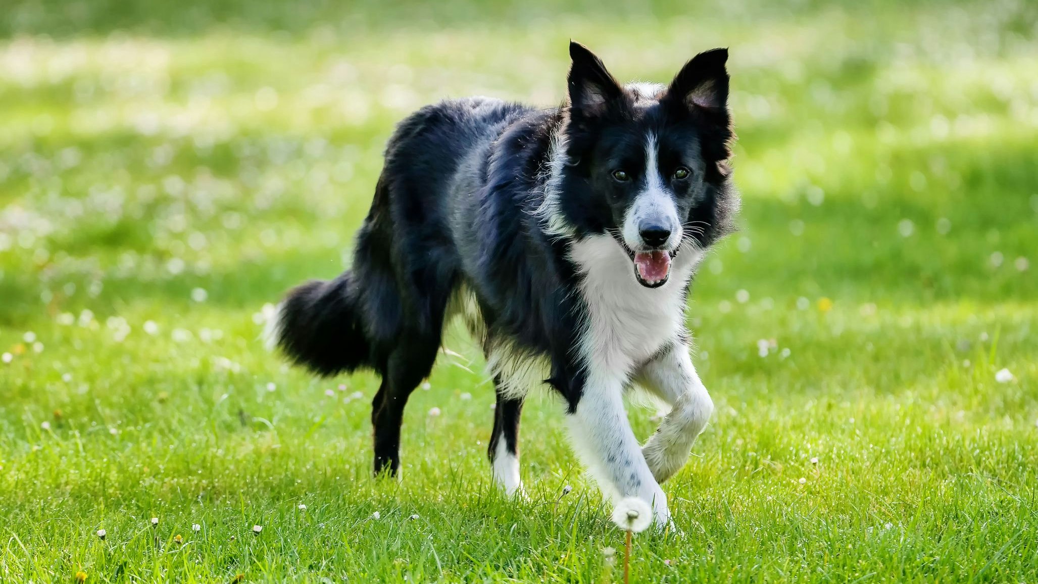 Heute.at - Hund läuft bei See frei herum, beißt plötzlich Bub (11)