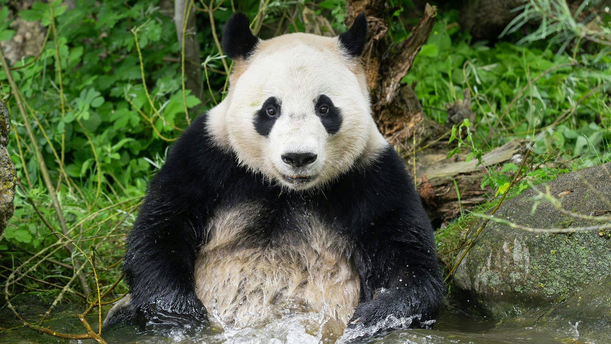 Heute.at - Schönbrunn-Bewohner plantschen sich in Besucherherzen