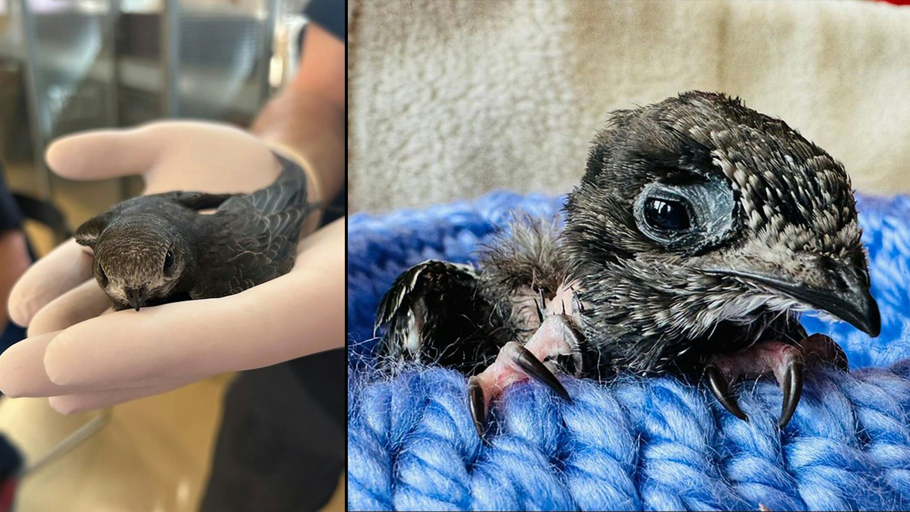 Heute.at - 24 kleine Pechvögel brauchen dringend unsere Hilfe