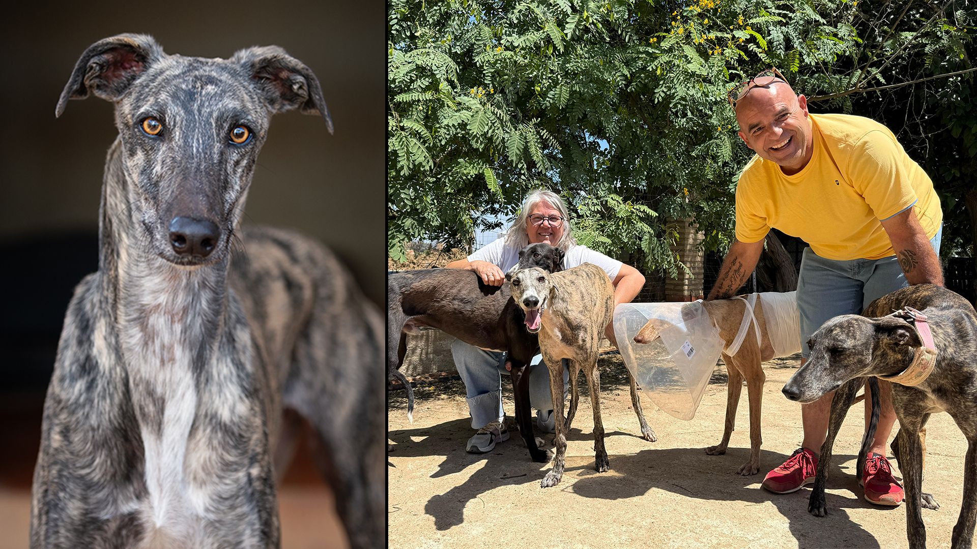 Ein Tierschutzzentrum in Sevilla, Spanien soll als Modell für weitere Einrichtungen in Europa dienen.