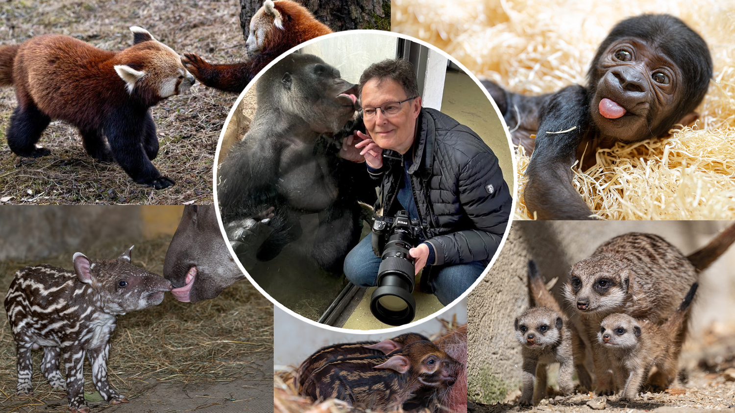 Ob Tapirbaby oder Gorilla-Star 