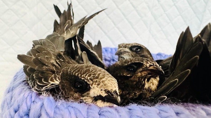 Mauersegler gehören zu unseren faszinierendsten Wildvögeln. 