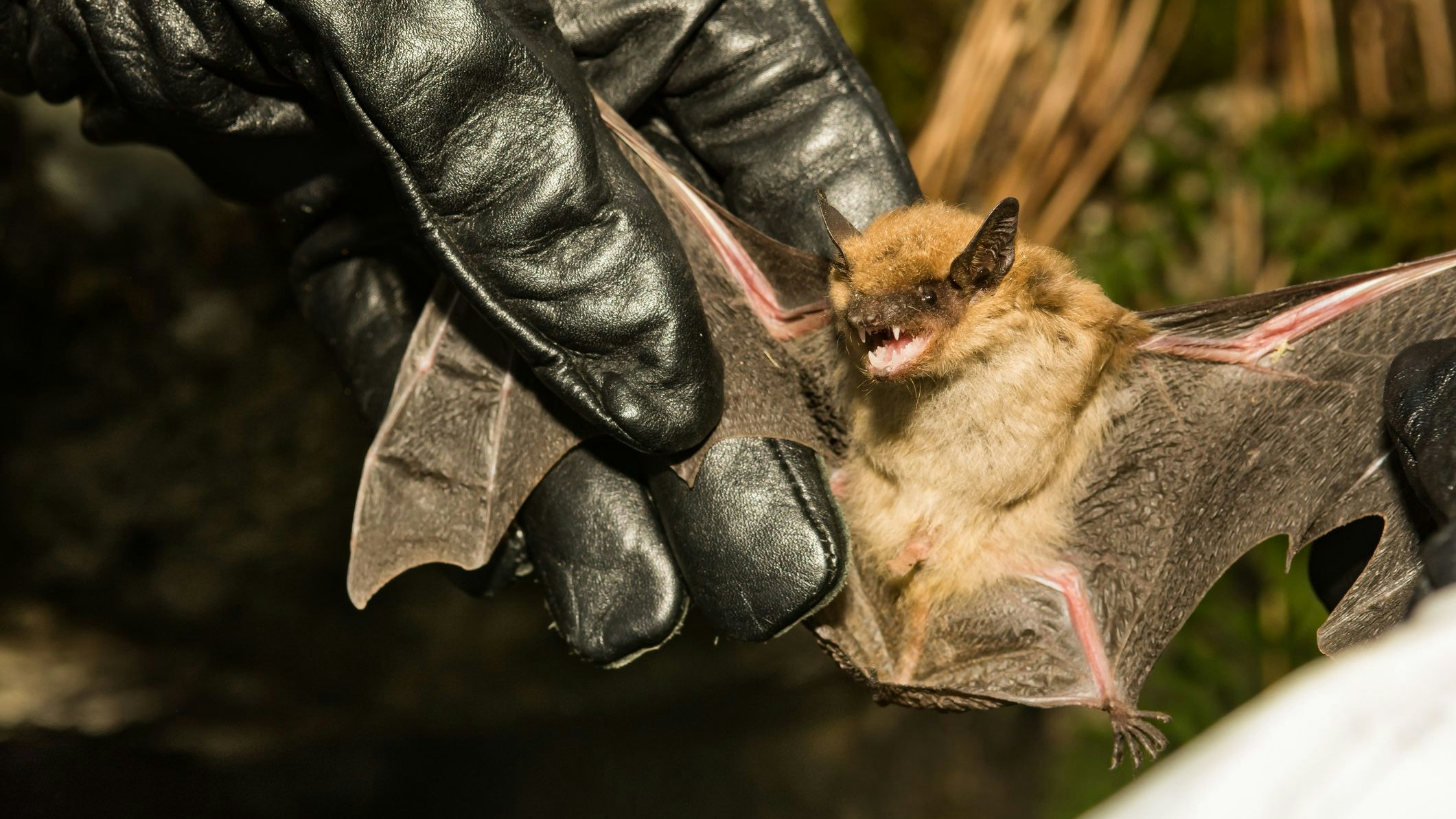 Heute.at - Tollwut! Fledermaus fällt im Kindergarten von der Decke