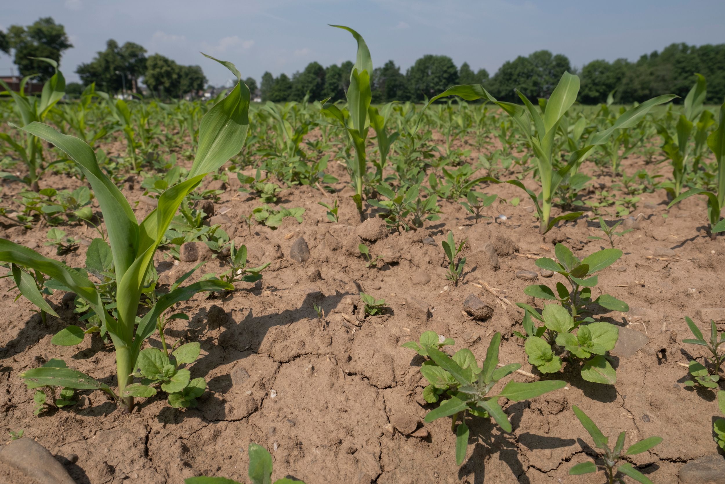 Ohne Grundwasser keine Landwirtschaft: Der Wasserspiegel ist derzeit erschreckend niedrig.