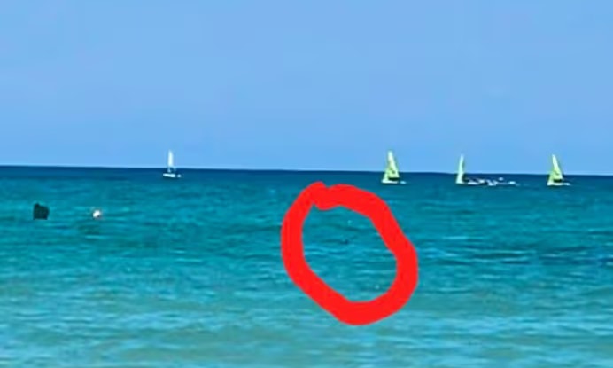 Heute.at - Alarm am Ballermann-Strand: Da war eine Rückenflosse