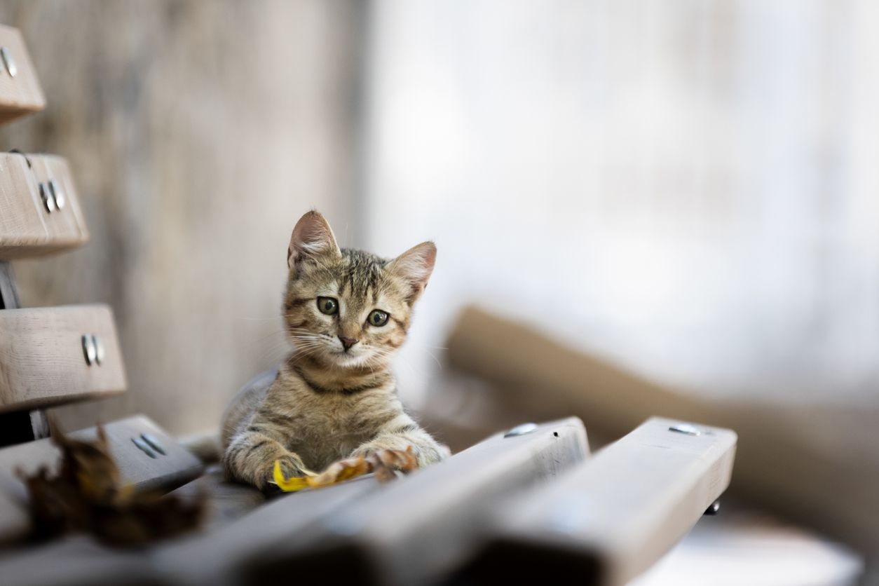 Ein kleines Tigerkätzchen wurde einfach mitten am Flughafen ausgesetzt.