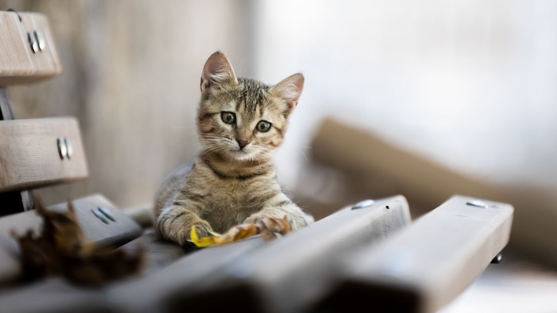 Heute.at - Urlaub wichtiger! Katzenbaby auf Flughafen ausgesetzt