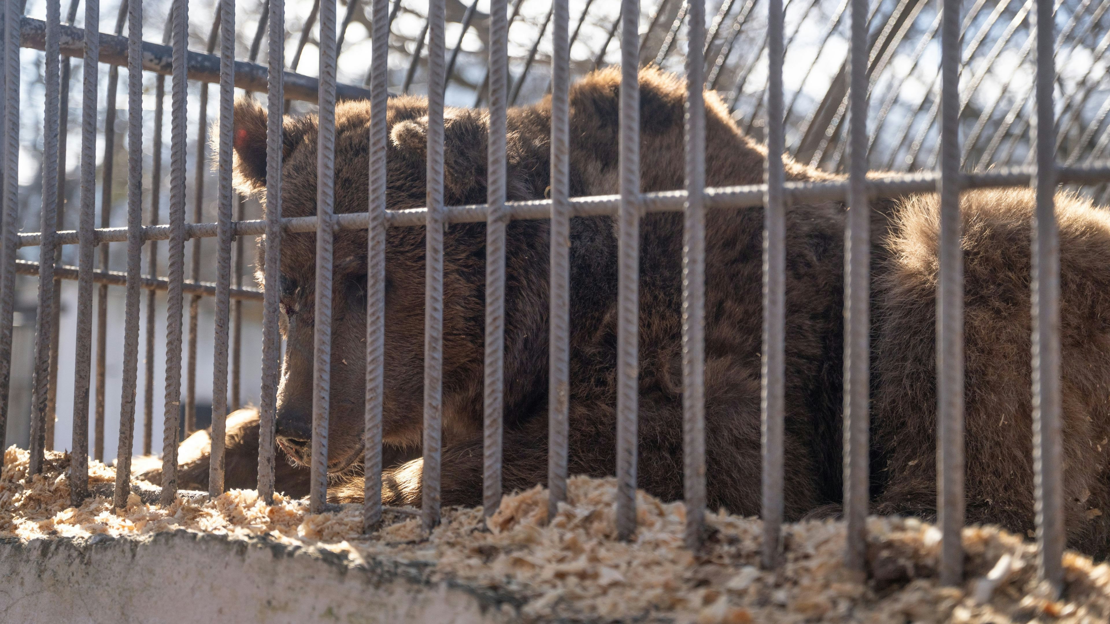 Heute.at - Blind und traumatisiert stolpert Braunbär durch Dorf