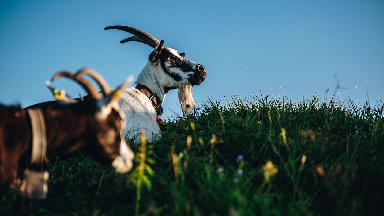 Der Ziegenbock wurde kurzerhand geköpft. (Symbolbild)