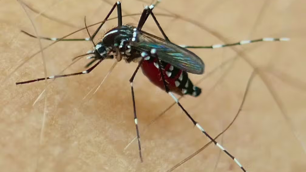 Heute.at - WHO warnt vor weltweiter Chikungunya-Epidemie
