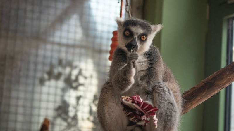 Heute.at - Die tierische Partnerbörse in Vösendorf klappt herzig
