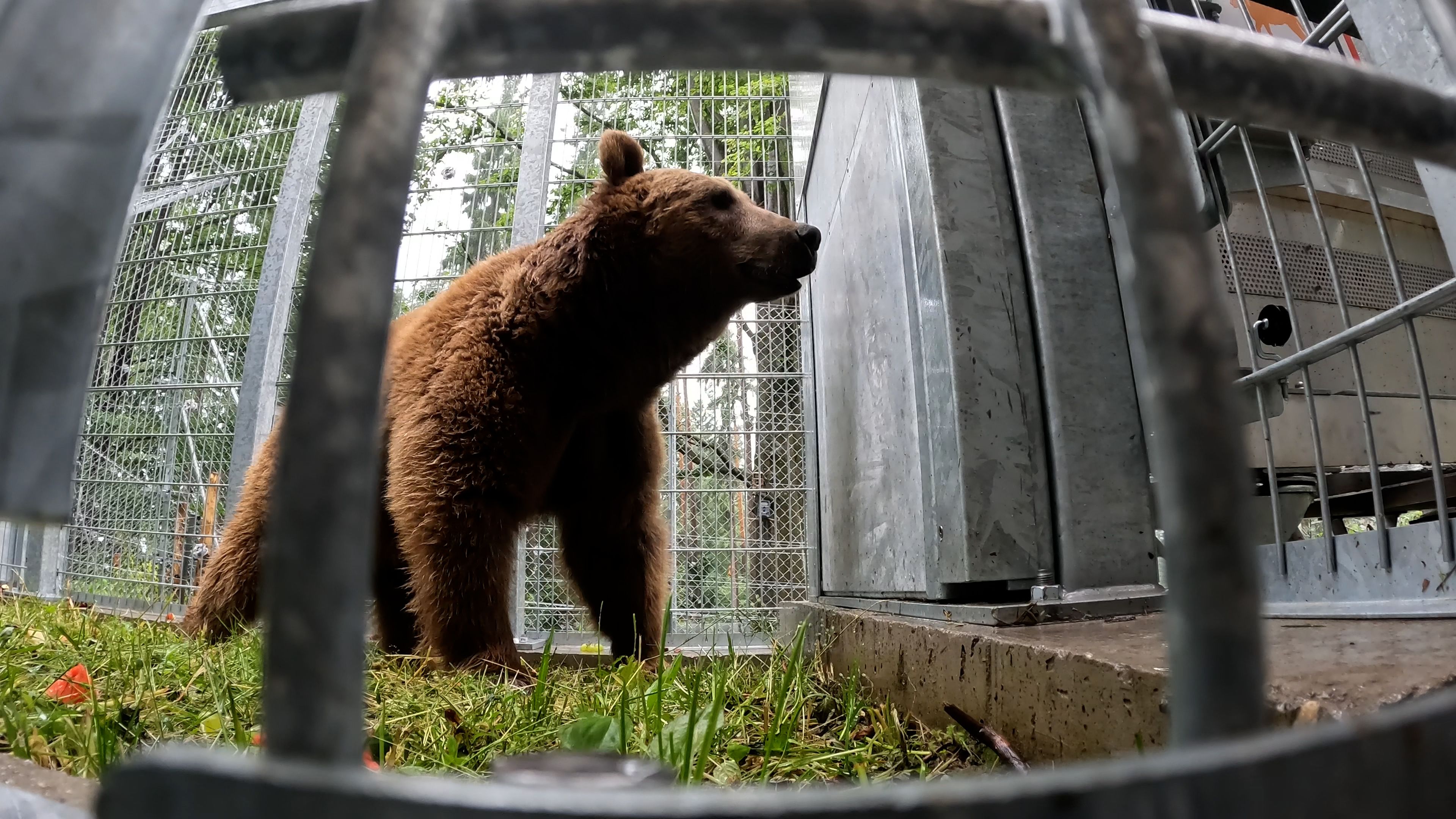 Kurz nach seiner Ankunft begutachtete Dunbar sein Gehege im Bärenwald. 