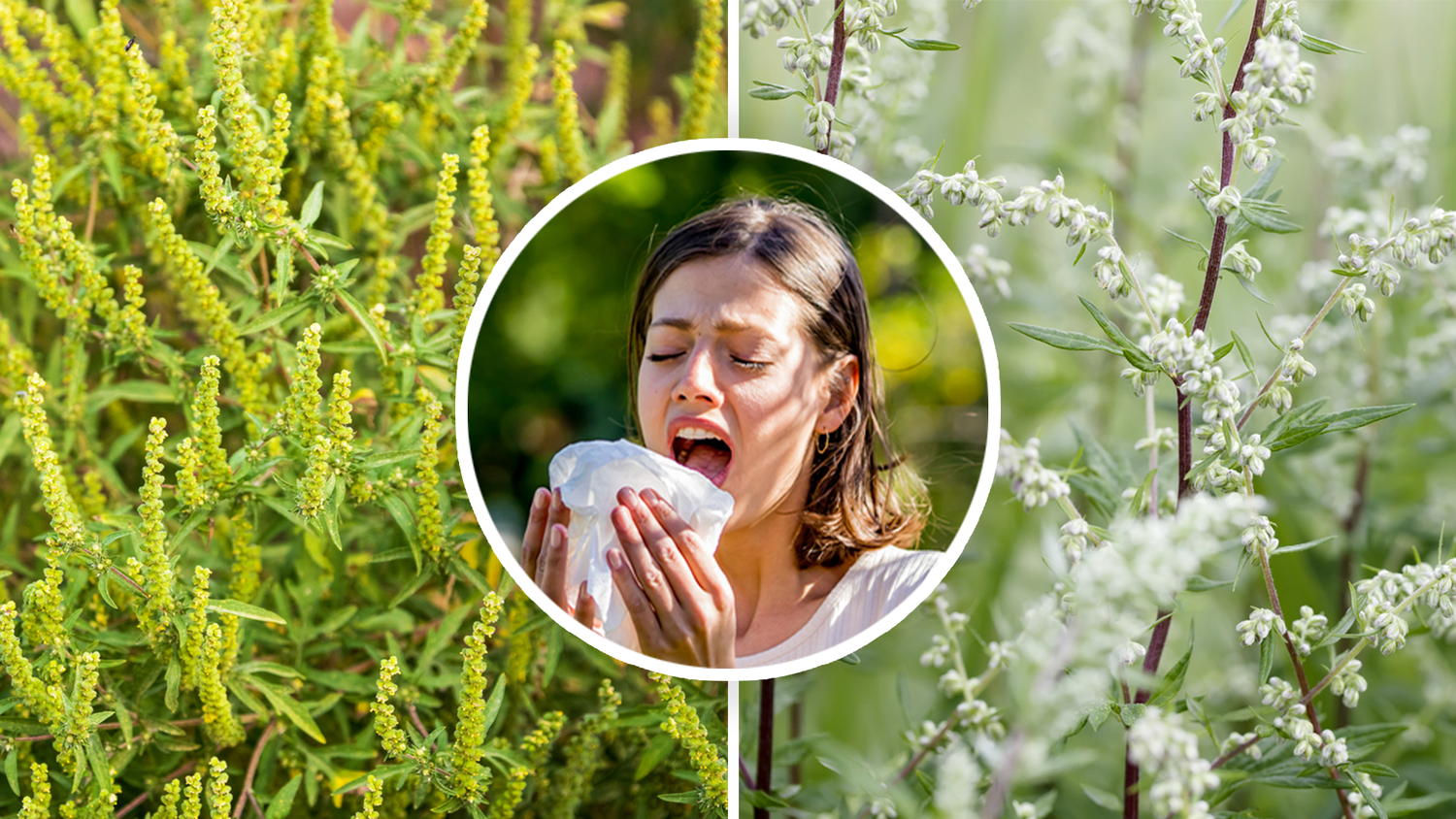 Beifuß- und Ragweed-Allergiker müssen sich jetzt vorsehen.