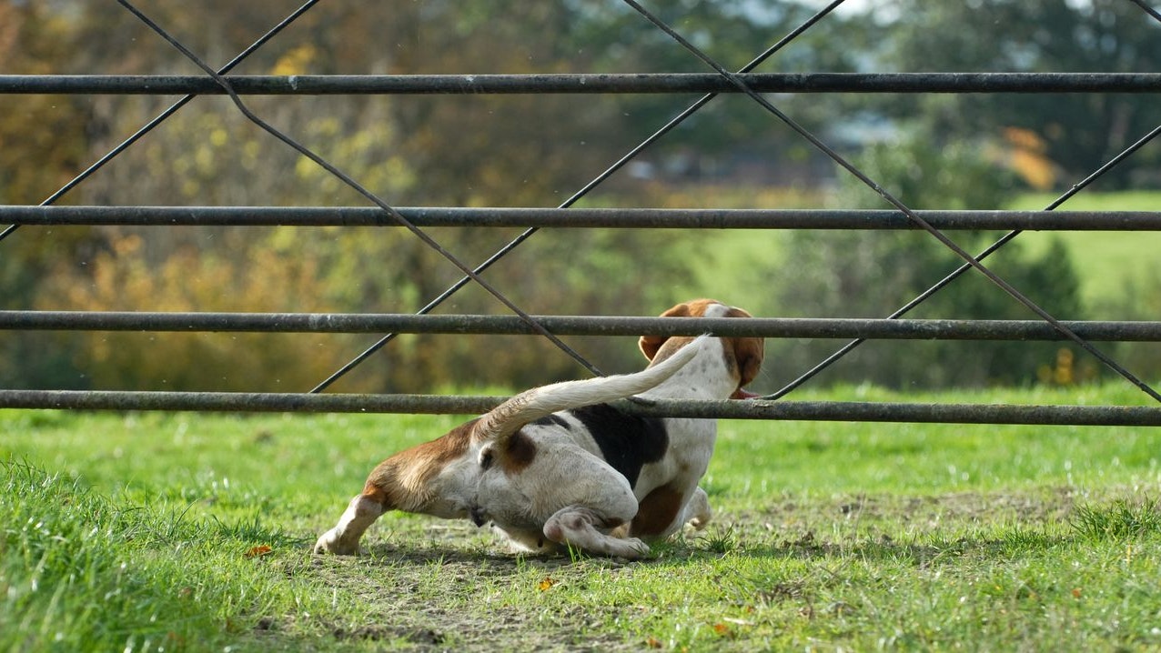 Heute.at - Zu dieser Tageszeit verschwinden die meisten Hunde