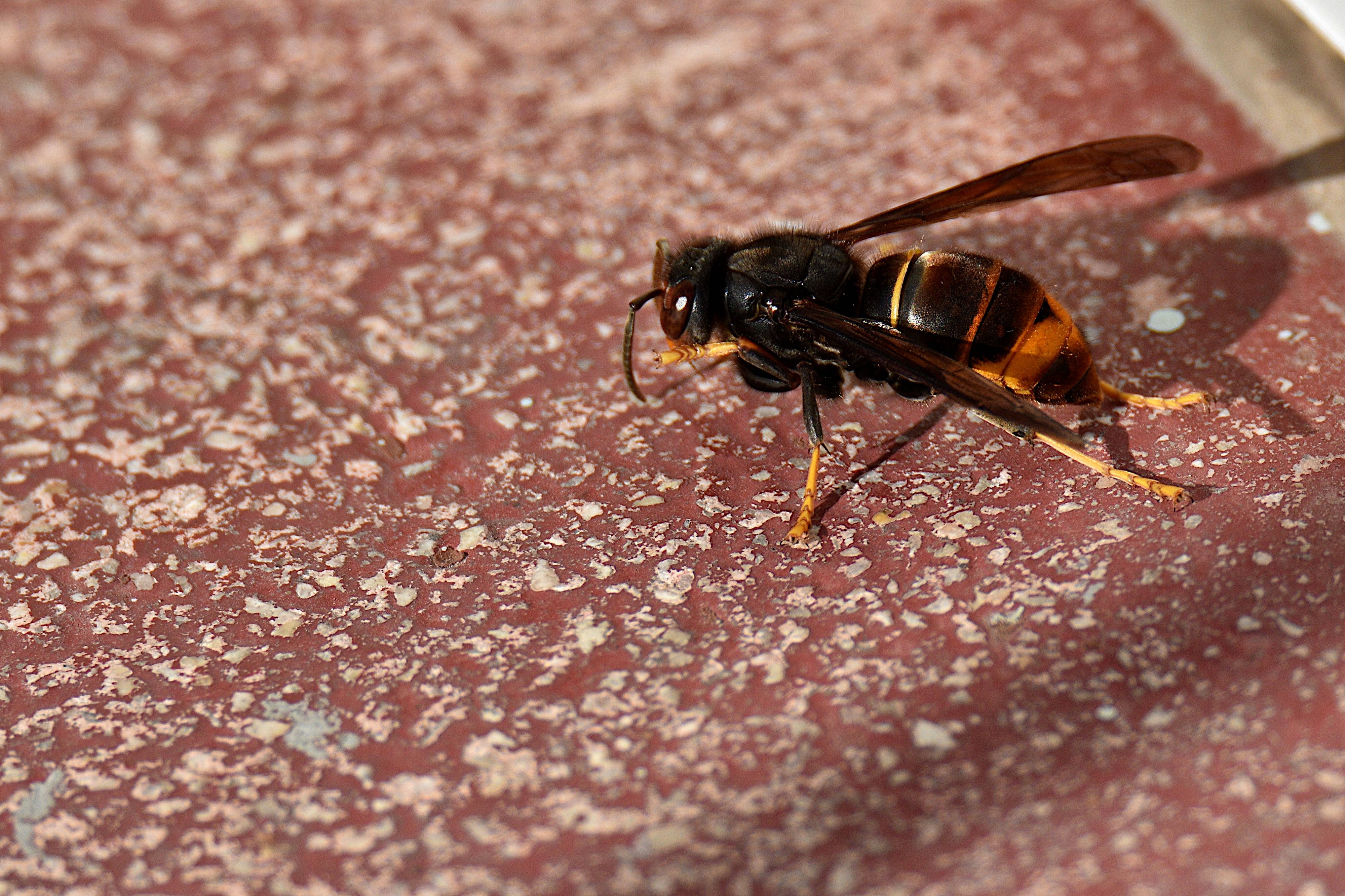 Der Mann wurde durch mehrere Hornissen-Stiche getötet. Symbolbild.