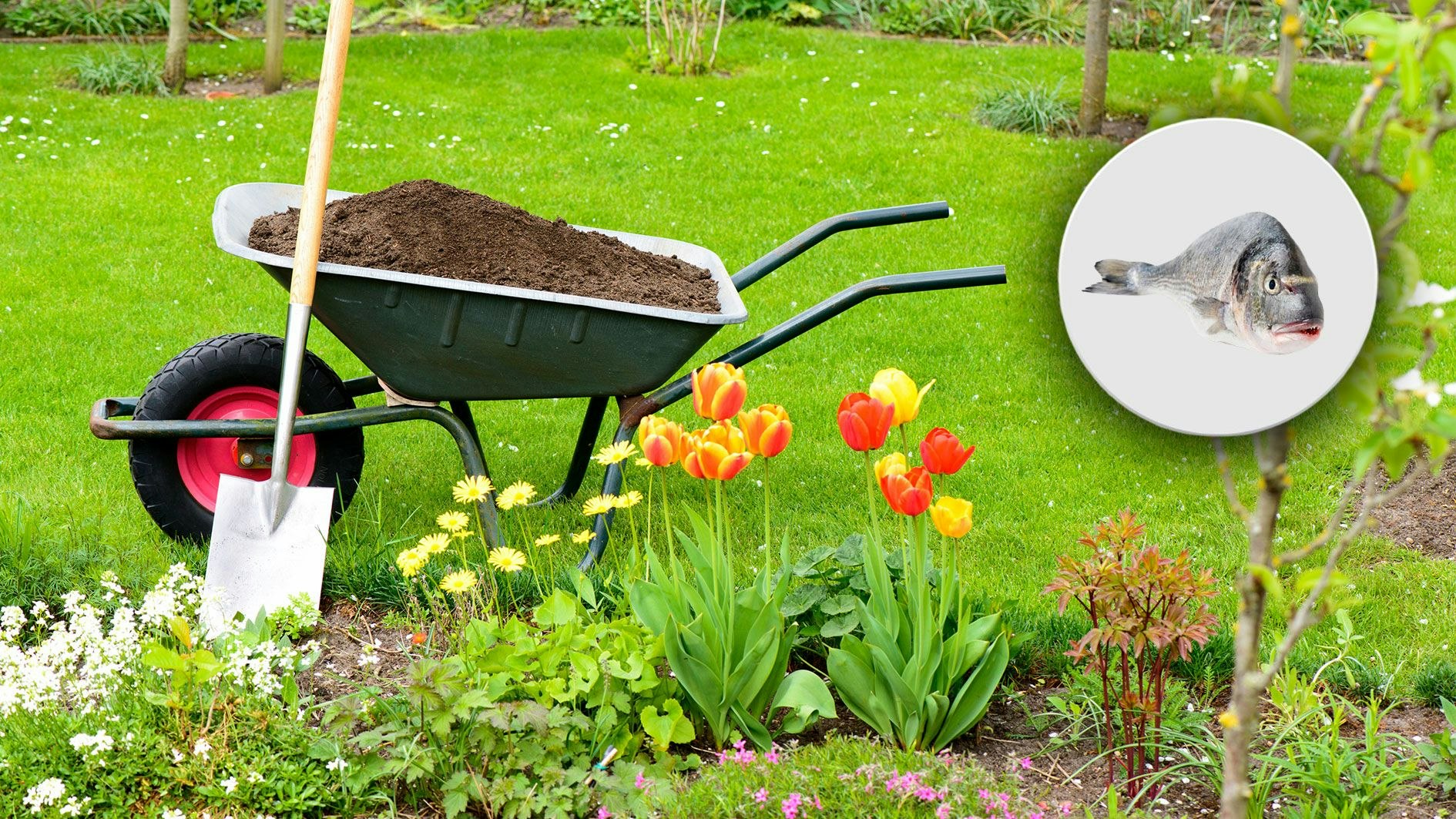 Heute.at - Deshalb solltest du Fischköpfe ins Gartenbeet legen
