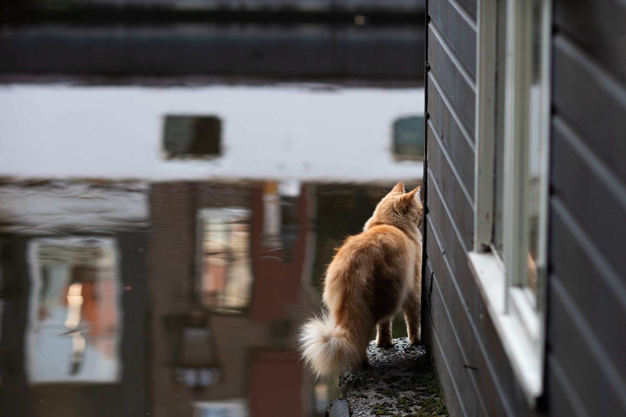 Viele Mauern um die niederländische Grachten können Katzen kaum überwinden, wenn sie ins Wasser plumpsen.