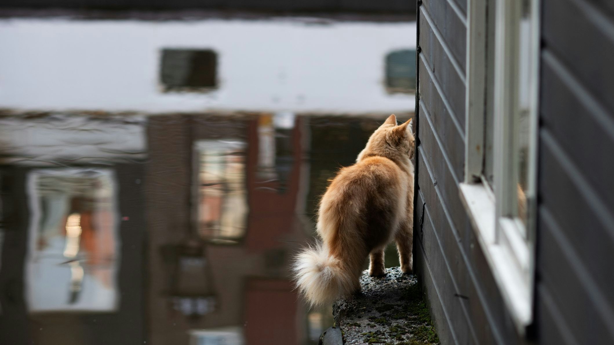 Heute.at - Amsterdam: So sollen keine Katzen mehr ertrinken