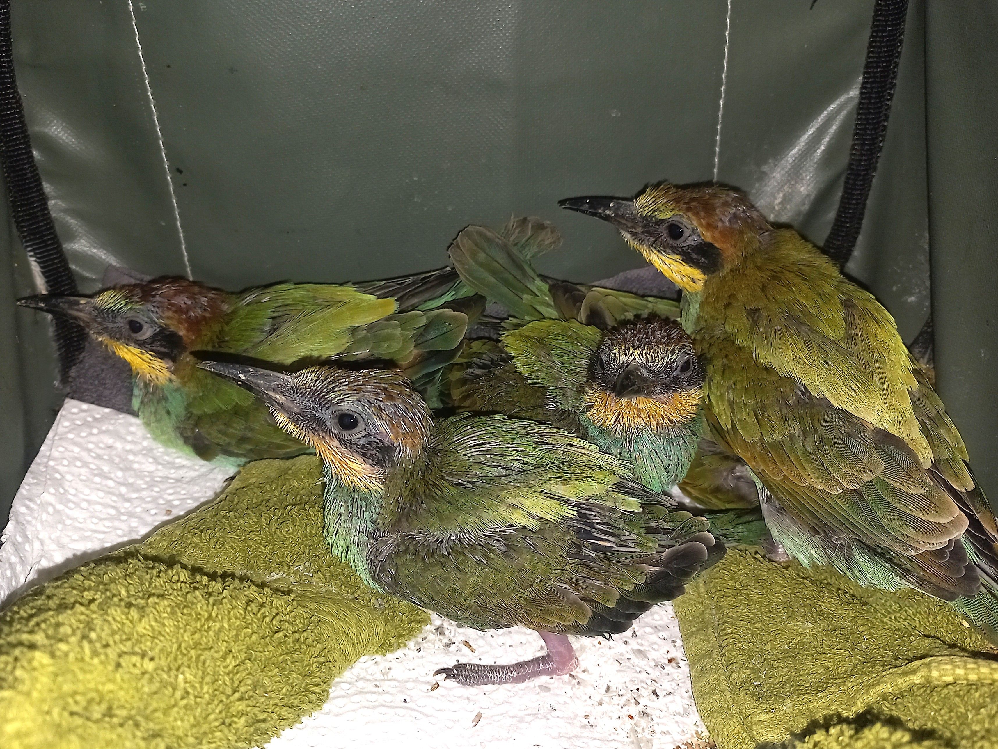 Die Bauarbeiter waren zum Glück sehr tierfreundlich.