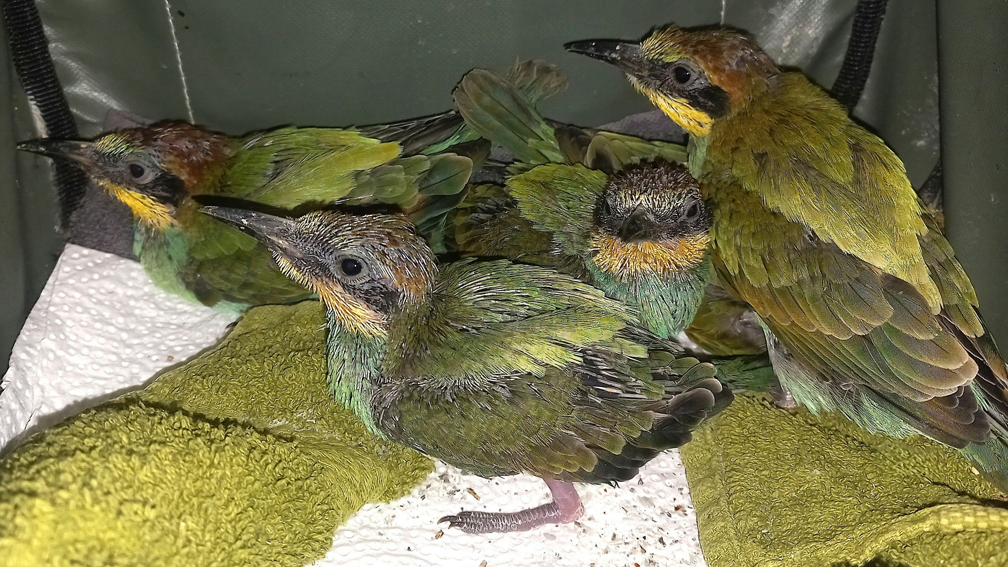 Heute.at - Marchfeld: Bunte Bienenfresser wegen Bagger obdachlos