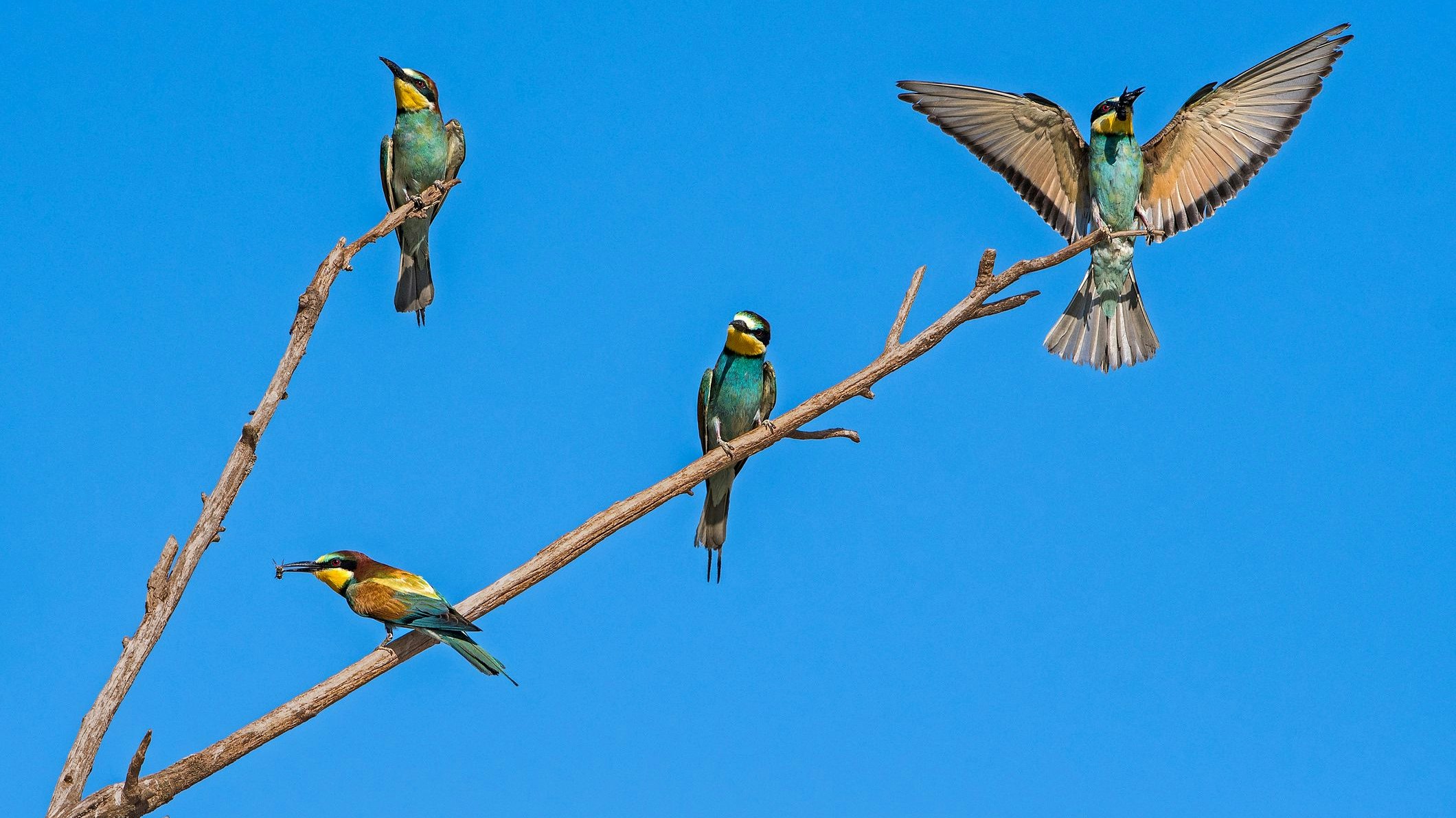 Bienenfresser gehören zu den Zugvögeln und verbringen gerne die Monate Mai bis September bei uns. 