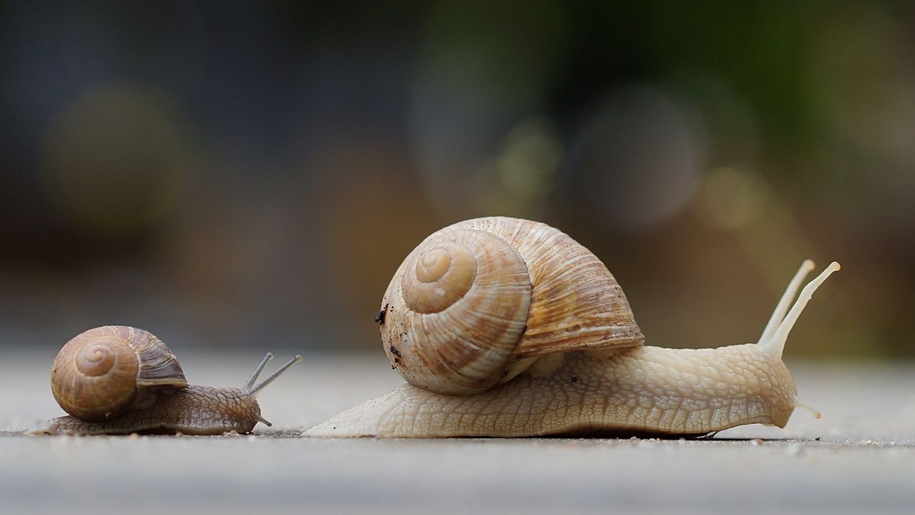 Die Weinbergschnecke ist wohl die bekannteste Schneckenart in Österreich.