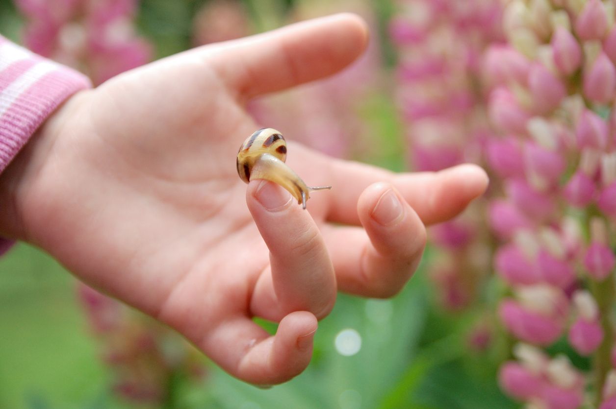 Die Schnecke ist sensibler als gedacht.